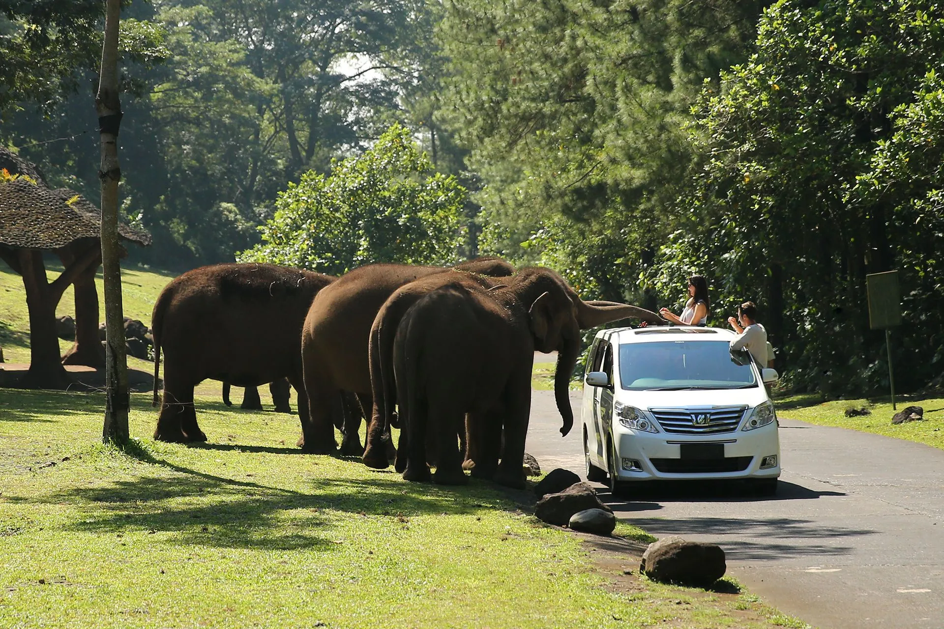 Taman Safari Indonesia II
